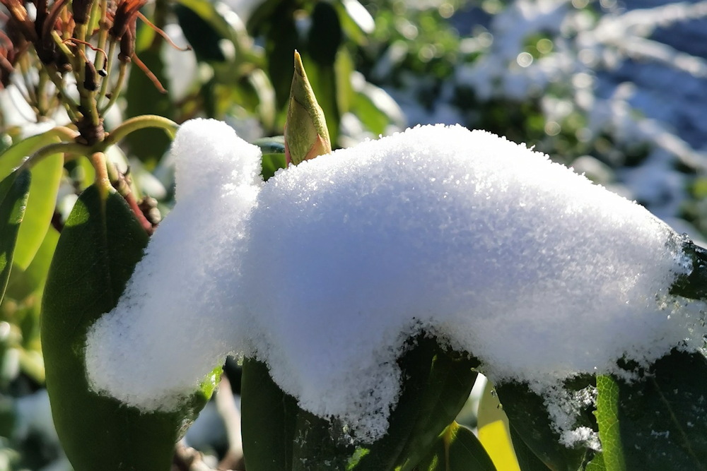Understanding and Preventing Snow Damage