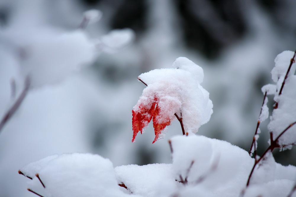 Understanding and Preventing Snow Damage