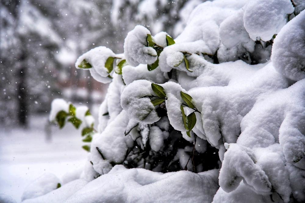 Understanding and Preventing Snow Damage