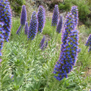 Add Interest to Your Garden with Pride of Madeira