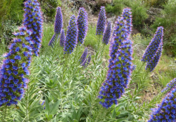 Add Interest to Your Garden with Pride of Madeira