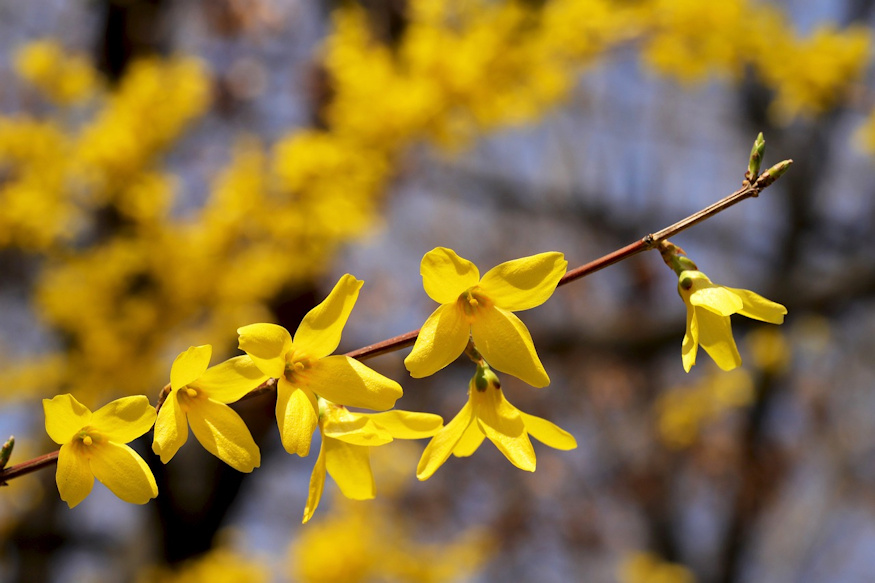 Winter Pruning: A Gardener’s Secret to Thriving Plants – Garden Guide