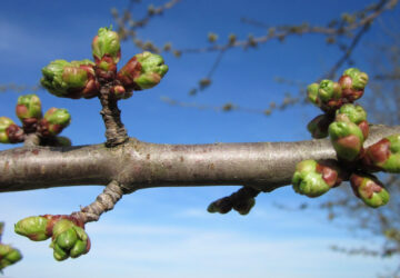 Winter Pruning