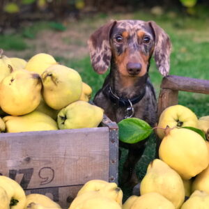 Quince Chronicles for Garden Enthusiasts