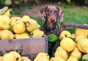 Quince Chronicles for Garden Enthusiasts