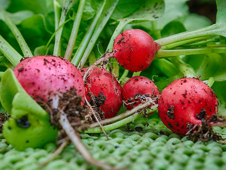 Radishes: The Early Spring Delight You Can Sow from Late February