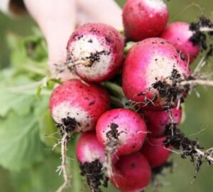 A Guide to Cultivating Radishes