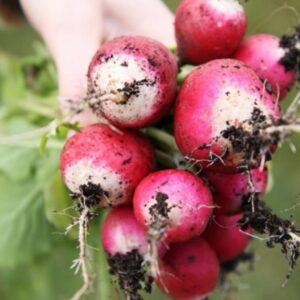 A Guide to Cultivating Radishes