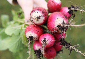A Guide to Cultivating Radishes