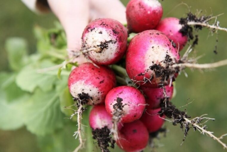 A Guide to Cultivating Radishes