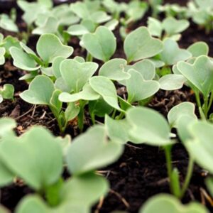 Radishes: The Early Spring Delight You Can Sow from Late February
