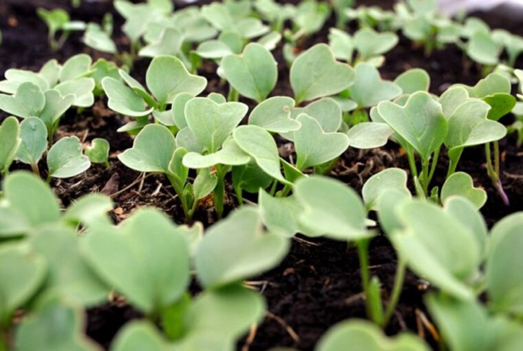 Radishes: The Early Spring Delight You Can Sow from Late February