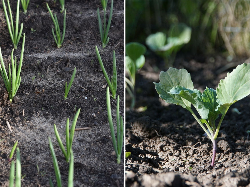 Spring into Action: Your Raised Bed Adventure Starts Now!