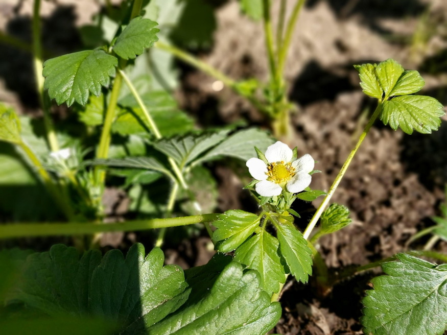 Spring into Action: Your Raised Bed Adventure Starts Now!