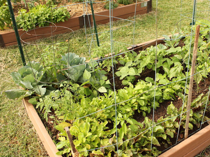 Spring into Action: Your Raised Bed Adventure Starts Now!