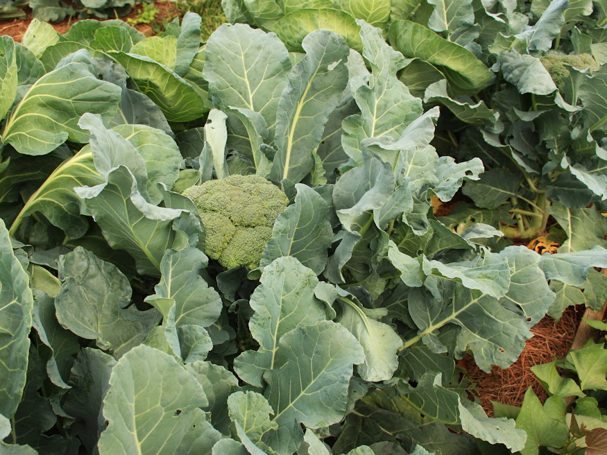 Spring into Action: Your Raised Bed Adventure Starts Now!