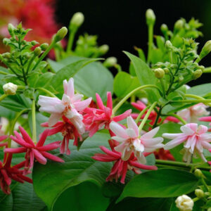 Exploring the Enchanting Rangoon Creeper