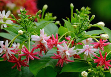 Exploring the Enchanting Rangoon Creeper