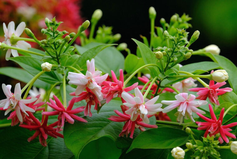 Exploring the Enchanting Rangoon Creeper