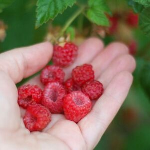 The Best Edible Plants for Shady Gardens