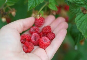 The Best Edible Plants for Shady Gardens