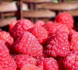 Raspberries in the Garden – Generous, but Not Effortless