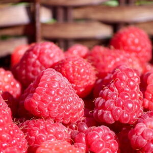 Raspberries in the Garden – Generous, but Not Effortless