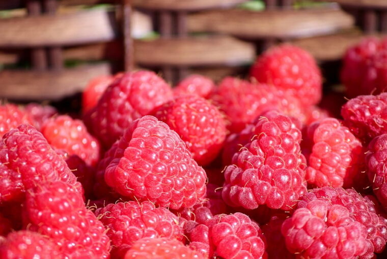 Raspberries in the Garden – Generous, but Not Effortless