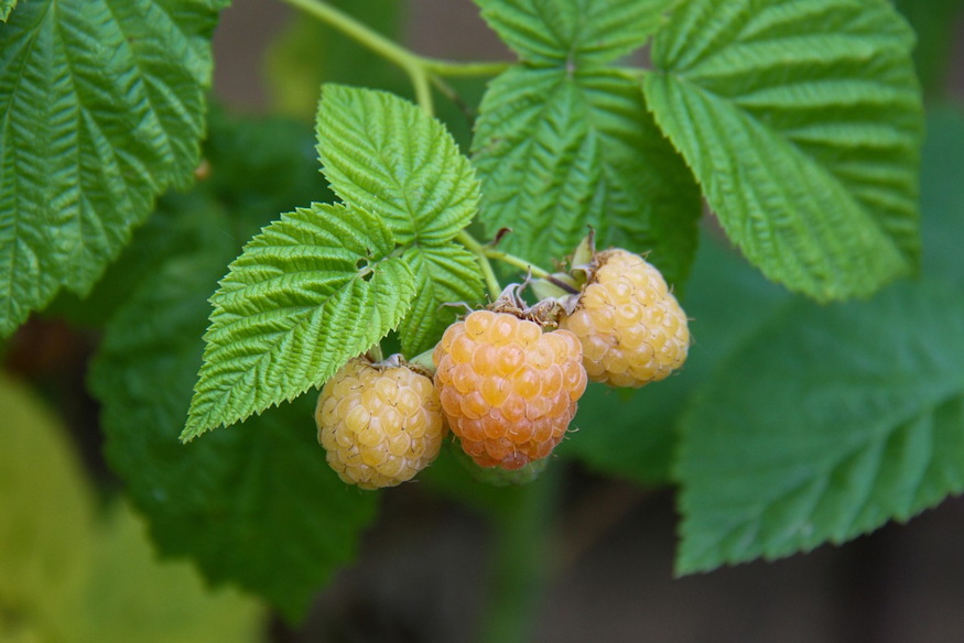 Raspberries in the Garden – Generous, but Not Effortless