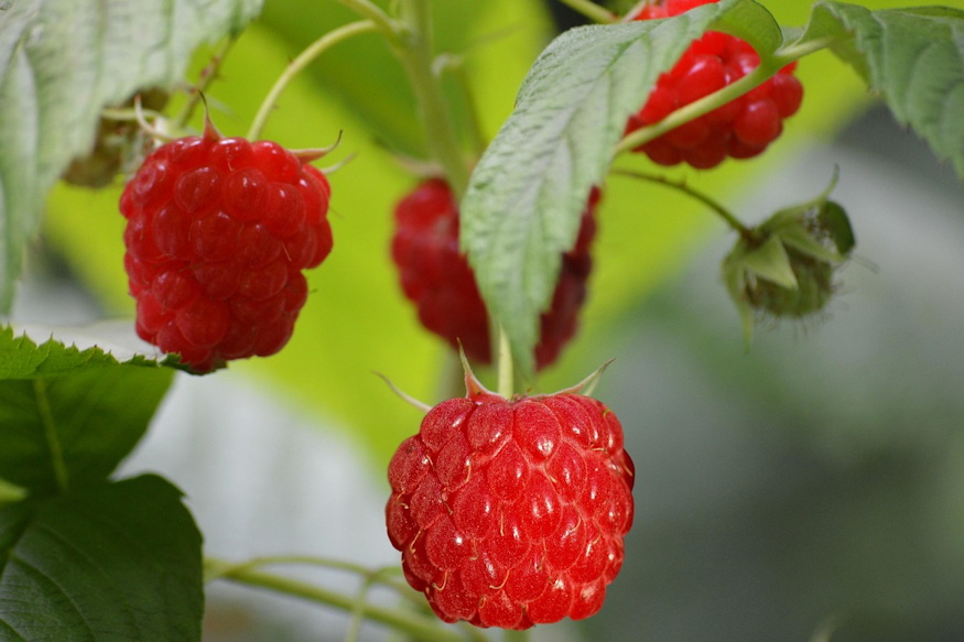 Raspberries in the Garden – Generous, but Not Effortless