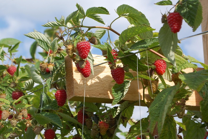 Raspberries in the Garden – Generous, but Not Effortless