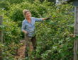 Raspberries Are Not Meant to Be a Hedge