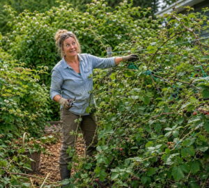 Raspberries Are Not Meant to Be a Hedge