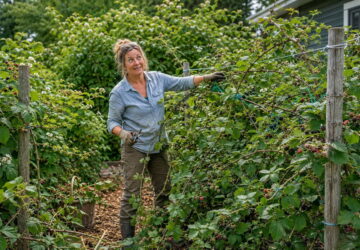 Raspberries Are Not Meant to Be a Hedge