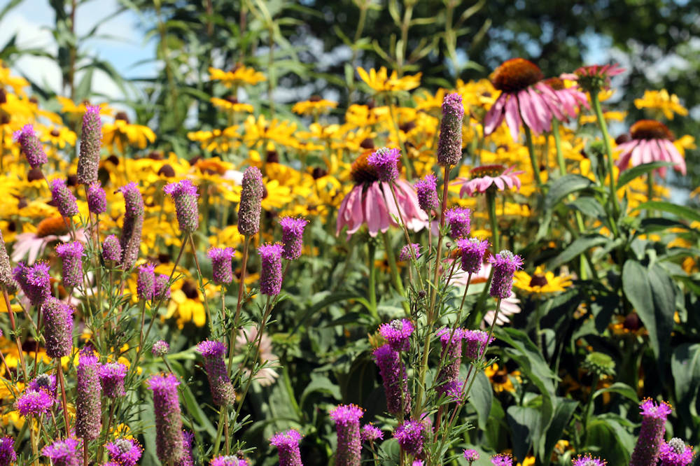 11 Essential Strategies to Ready Your Garden for Dry, Hot Summers with ...