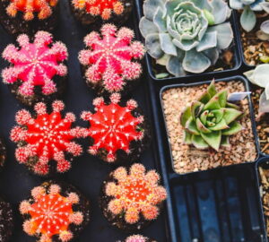 That Red Cactus Isn’t Painted