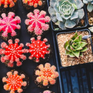 That Red Cactus Isn’t Painted