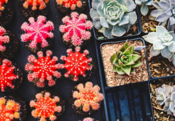 That Red Cactus Isn’t Painted