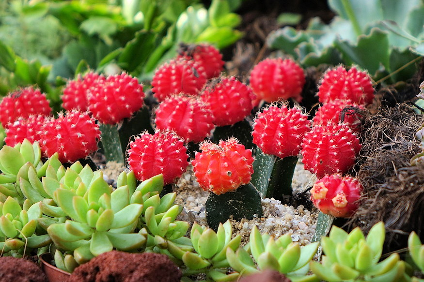 That Red Cactus Isn’t Painted