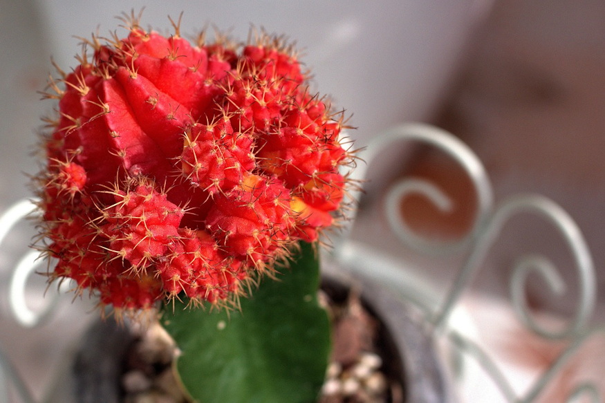 That Red Cactus Isn’t Painted