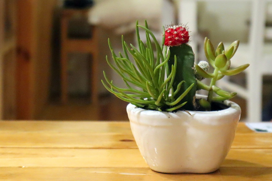 That Red Cactus Isn’t Painted