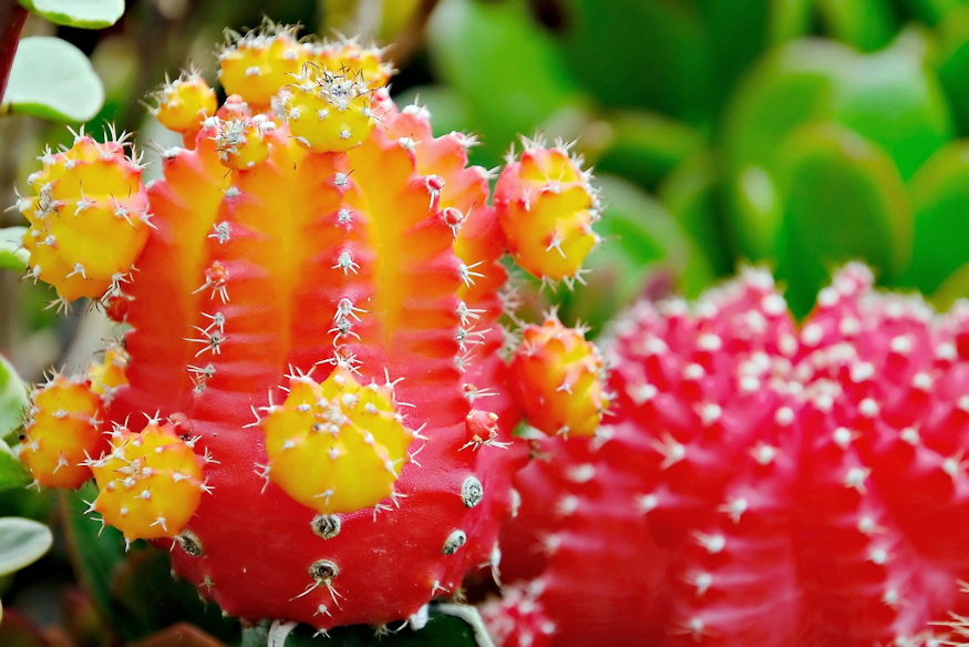 That Red Cactus Isn’t Painted