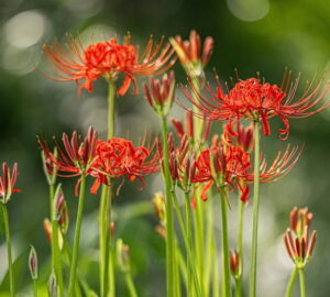 The Flamboyant Red Spider Lily