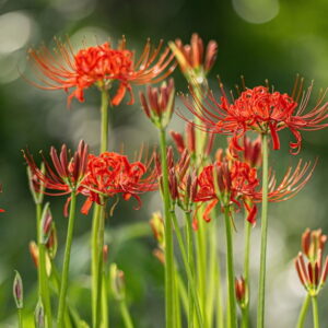 The Flamboyant Red Spider Lily