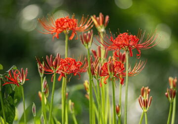 The Flamboyant Red Spider Lily