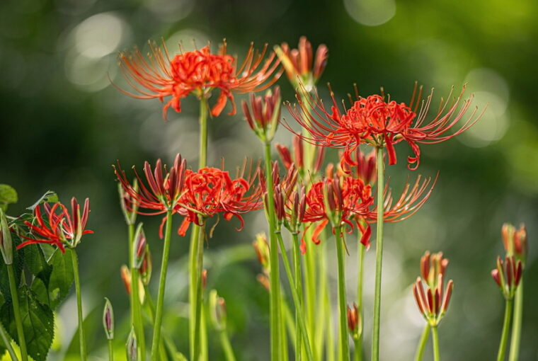 The Flamboyant Red Spider Lily