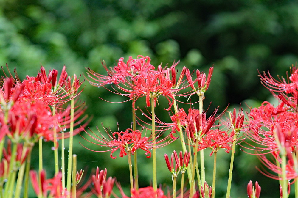 The Flamboyant Red Spider Lily: Nature’s Dazzling Showstopper – Garden ...