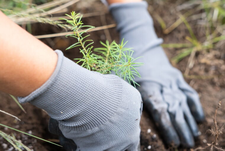 Reforesting Our Future