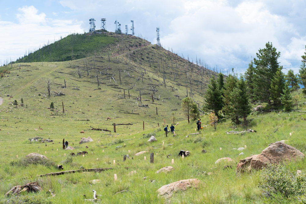 Reforesting Our Future