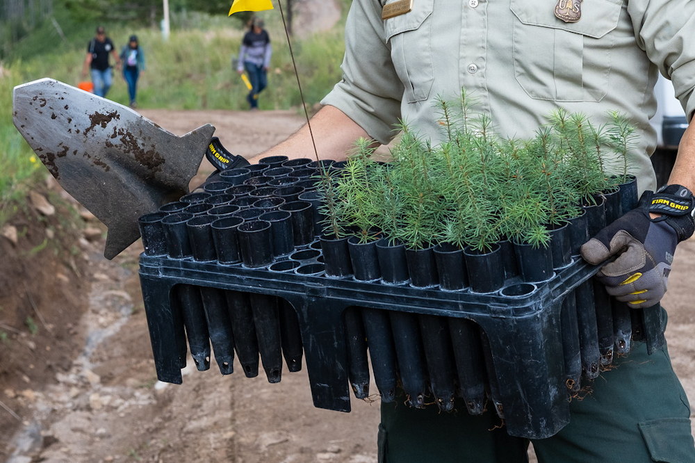 Reforesting Our Future